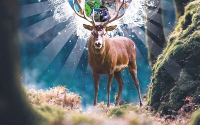 Article 0 : un nouveau livre Animal Cross, plaidoyer pour le respect de la vie sauvage