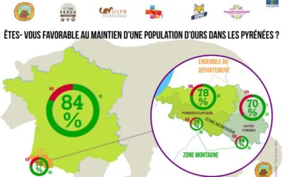 Les Français comme les Pyrénéens attendent des lâchers d&rsquo;ourses en Béarn ! Un nouveau sondage le confirme